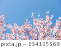 素晴らしい青空に広がる満開の桜の花のアップ7 134195569