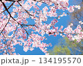 素晴らしい青空に広がる満開の桜の花のアップ8 134195570