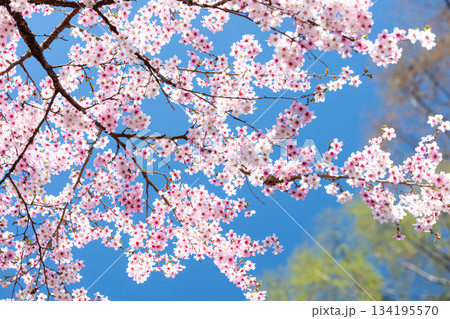 素晴らしい青空に広がる満開の桜の花のアップ8 134195570