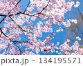 素晴らしい青空に広がる満開の桜の花のアップ9 134195571