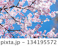 素晴らしい青空に広がる満開の桜の花のアップ10 134195572