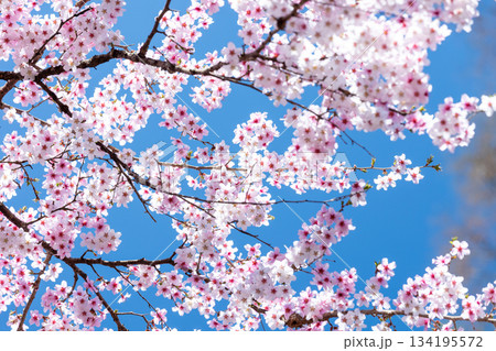 素晴らしい青空に広がる満開の桜の花のアップ10 134195572