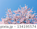 素晴らしい青空に広がる満開の桜の花のアップ12 134195574