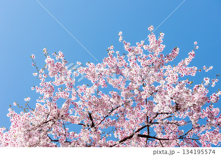 素晴らしい青空に広がる満開の桜の花のアップ12 素晴らしい青空に広がる満開の桜の花のアップ12 134195574