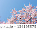 素晴らしい青空に広がる満開の桜の花のアップ13 134195575