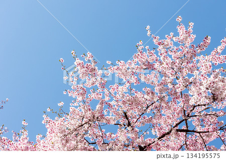 素晴らしい青空に広がる満開の桜の花のアップ13 134195575