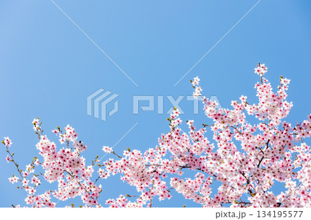 素晴らしい青空に広がる満開の桜の花のアップ15 素晴らしい青空に広がる満開の桜の花のアップ15 134195577