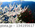 生命の輝き 青い山脈と光芒に染まる花々 134195617