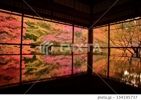 瑠璃光院の紅葉 134195737