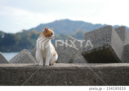 堤防に座る猫 134195810