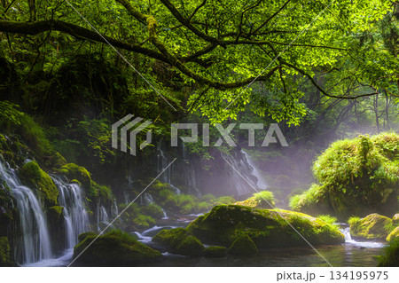 【秋田県_元滝伏流水】鳥海山が生む伏流水が作り出した川霧　夏　7月 134195975