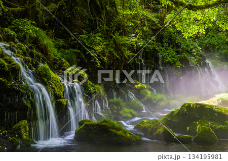 【秋田県_元滝伏流水】鳥海山が生む伏流水が作り出した川霧　夏　7月 134195981