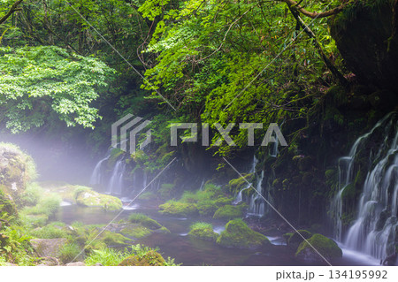 【秋田県_元滝伏流水】鳥海山が生む伏流水が作り出した川霧　夏　7月 134195992
