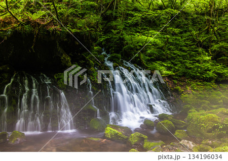 【秋田県_元滝伏流水】鳥海山が生む伏流水が作り出した川霧　夏　7月 134196034