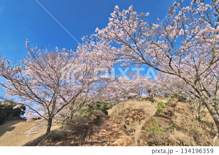 山口県山陽小野田市石山山頂にある桜咲く石山公園 山口県山陽小野田市石山山頂にある桜咲く石山公園 134196359