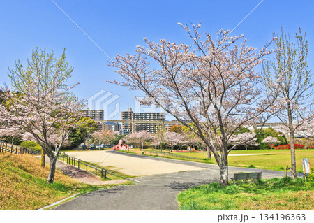 北九州市小倉南区にある桜咲く春の志井公園 134196363