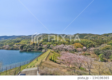 福岡県北九州市小倉南区の桜の名所昭和池公園 134196365