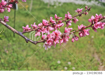 美しく咲いたピンク色の桃の花 134196366
