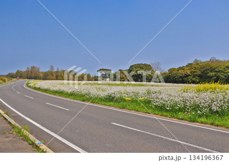 福岡県築上町のハマダイコンが群生する草地からメタセの杜 134196367