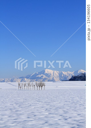 新潟県小千谷市池ヶ原雪原のハサ木・越後三山雪景色 134196605