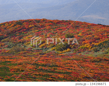 【宮城県】秋の栗駒山_神の絨毯_06 134196671