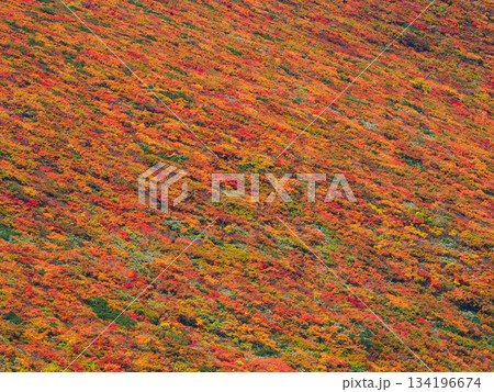 【宮城県】秋の栗駒山_神の絨毯_09 134196674