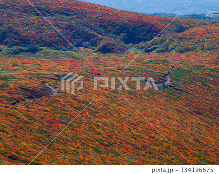 【宮城県】秋の栗駒山_神の絨毯_10 134196675