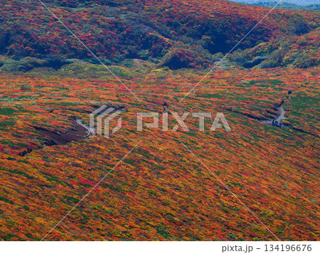 【宮城県】秋の栗駒山_神の絨毯_11 134196676