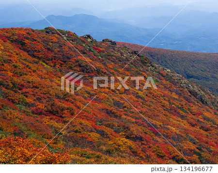 【宮城県】秋の栗駒山_神の絨毯_12 134196677