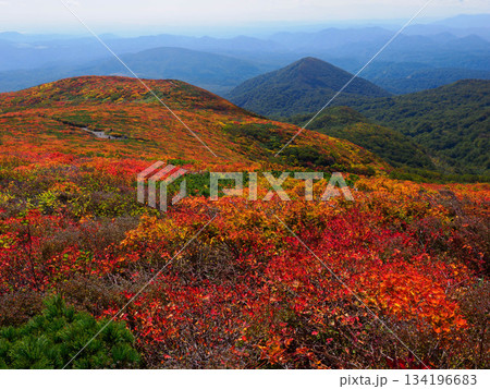【宮城県】秋の栗駒山_神の絨毯_16 134196683