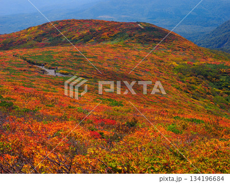 【宮城県】秋の栗駒山_神の絨毯_17 【宮城県】秋の栗駒山_神の絨毯_17 134196684