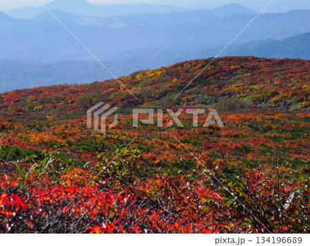 【宮城県】秋の栗駒山_神の絨毯_02 134196689