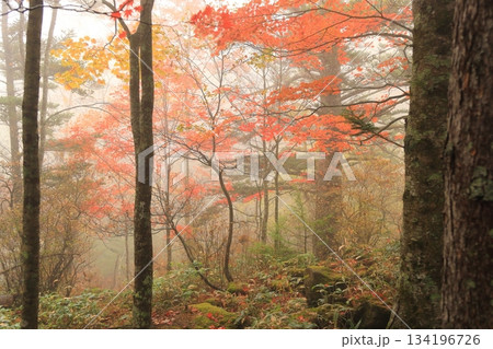 八千穂高原自然園(秋) 八千穂高原自然園(秋) 134196726