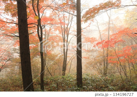 八千穂高原自然園(秋) 八千穂高原自然園(秋) 134196727