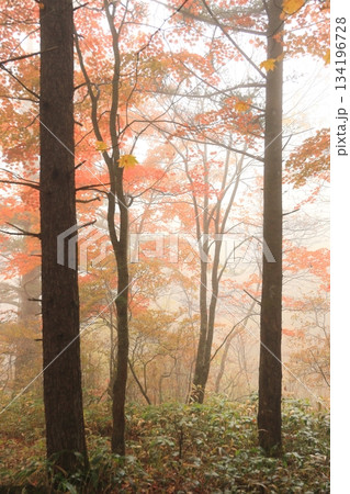 八千穂高原自然園(秋) 八千穂高原自然園(秋) 134196728
