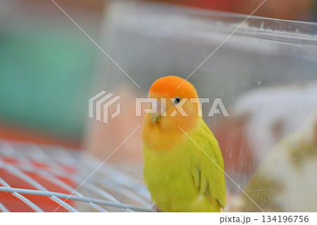 セキセイインコ 134196756