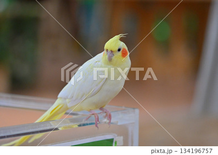 セキセイインコ セキセイインコ 134196757