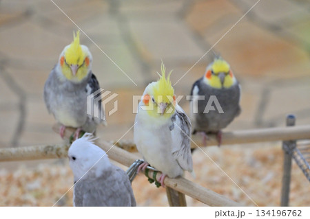 セキセイインコ 134196762