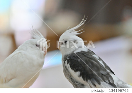 セキセイインコ 134196763