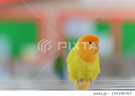 セキセイインコ セキセイインコ 134196767
