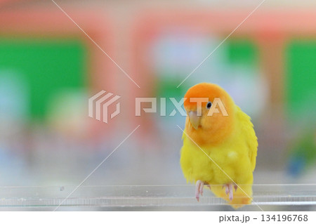 セキセイインコ 134196768