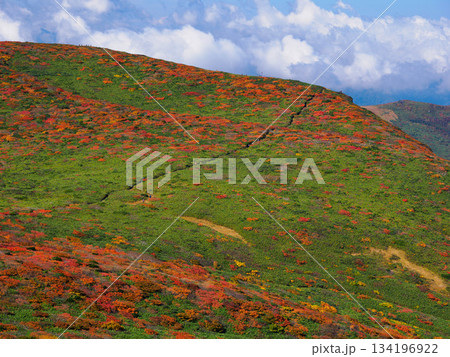 【宮城県】秋の栗駒山_竜泉ヶ原_06 【宮城県】秋の栗駒山_竜泉ヶ原_06 134196922