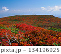 【宮城県】秋の東栗駒山_神の絨毯_01 134196925