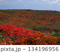 【宮城県】秋の東栗駒山_神の絨毯_02 134196956