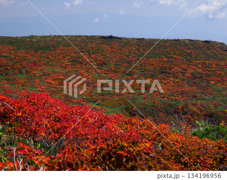 【宮城県】秋の東栗駒山_神の絨毯_02 134196956