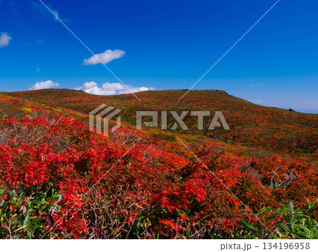 【宮城県】秋の東栗駒山_神の絨毯_03 【宮城県】秋の東栗駒山_神の絨毯_03 134196958