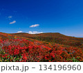 【宮城県】秋の東栗駒山_神の絨毯_04 134196960
