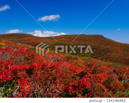 【宮城県】秋の東栗駒山_神の絨毯_05 【宮城県】秋の東栗駒山_神の絨毯_05 134196962