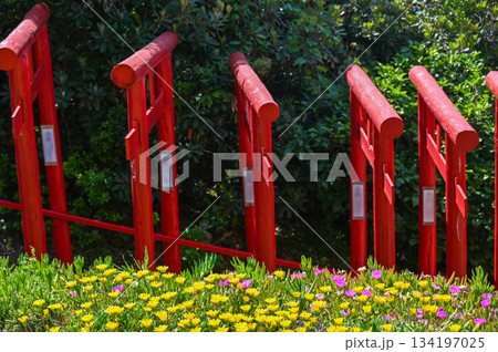 山口県の元乃隅神社、青空と夏の日差し、鳥居の赤色が美しい風景 山口県の元乃隅神社、青空と夏の日差し、鳥居の赤色が美しい風景 134197025