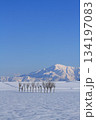 新潟県小千谷市池ヶ原雪原のハサ木・雪山の越後駒ヶ岳風景 134197083